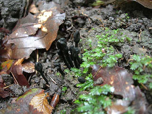 Trichoglossum hirsutum     (Pers.)    Boud.